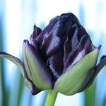 Tulipanosd