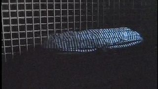 Video porno - pompino in cambio di un passaggio in auto