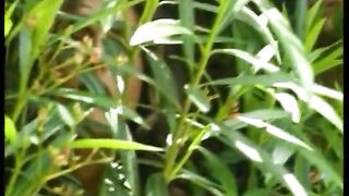 Video porno - pornostar Selena Sahara