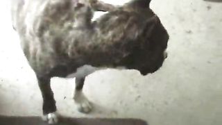 Arrapata girl bionda