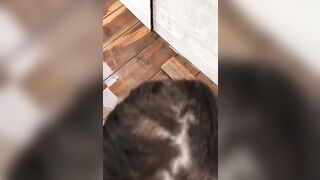 NAPOLETANA LO SPOMPINA IN RIVIERA