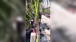 Anteprima del video: Pompino al vivaio col rischio di essere scoperti