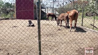 Anteprima del video: Una Domeni in un agrituriso con i parenti