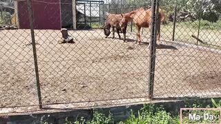 Una Domeni in un agrituriso con i parenti