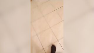 Troia veneta pompa il bull mentre cornuto guarda