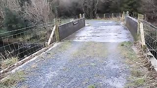 A pecorina sul ponte