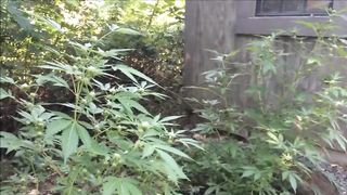 Pompino nel giardino di casa