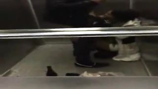 18enne fa un pompino in ascensore al fidanzato