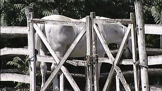 Provocazioni FILM PORNO