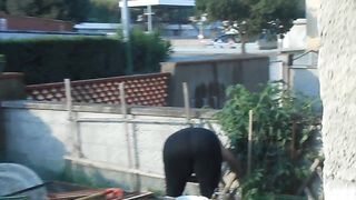 Anteprima del video: Improvvisando in giardino...