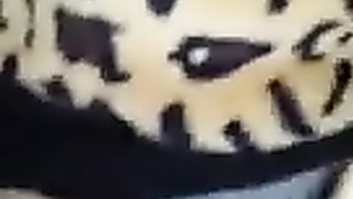 Non mi SBATTERE FORTE che mi fai saltare 3 metri