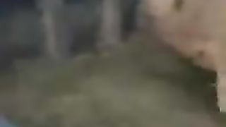 Ragazza cammina nuda in centro a Bologna