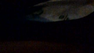 Porcellina in incognito