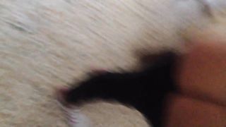 Le palpeggio il culetto prima di incularla