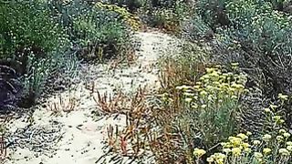 La scopa a pecora in spiaggia