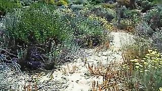 La scopa a pecora in spiaggia
