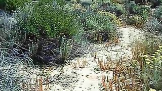 La scopa a pecora in spiaggia