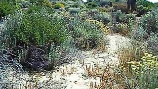 La scopa a pecora in spiaggia