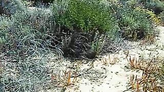 La scopa a pecora in spiaggia