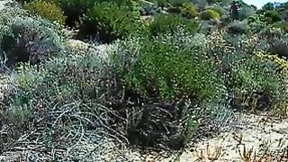 La scopa a pecora in spiaggia