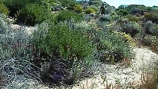 La scopa a pecora in spiaggia