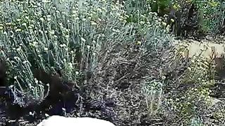 La scopa a pecora in spiaggia