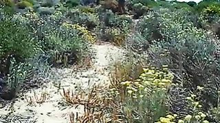 La scopa a pecora in spiaggia