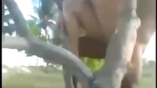 Scopata tra i rami di un albero