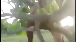 Scopata tra i rami di un albero