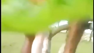 Scopata tra i rami di un albero