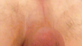 Anal con pino silvestre