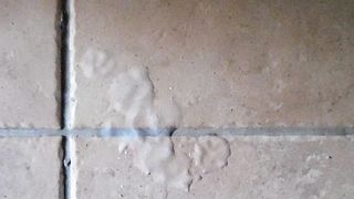 Sega dedicata a Ladysexy22