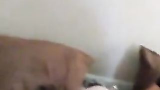 Sorella tettona succhia il cazzo al fratello