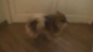 Stella incantevole biondina francese