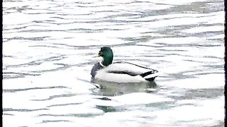 Fidanzata amatoriale latina