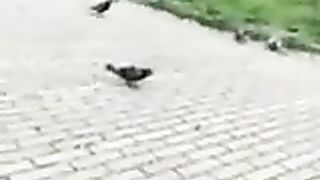 Col cazzo di fuori davanti ad una studentessa