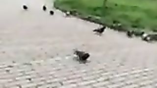 Col cazzo di fuori davanti ad una studentessa