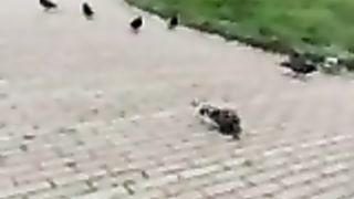 Col cazzo di fuori davanti ad una studentessa