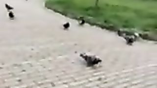 Col cazzo di fuori davanti ad una studentessa