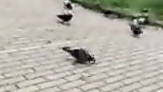 Col cazzo di fuori davanti ad una studentessa