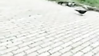 Col cazzo di fuori davanti ad una studentessa