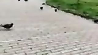 Col cazzo di fuori davanti ad una studentessa