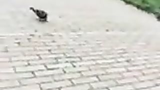 Col cazzo di fuori davanti ad una studentessa