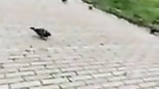 Col cazzo di fuori davanti ad una studentessa