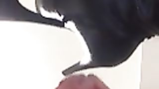 Si trapana il buco del culo con un dildo