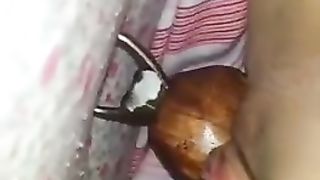 Che troia insaziabile mia moglie...!