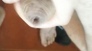 Sega di cazzo che non si scappella