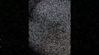 Moglie a pecora con bull 2