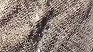 Sborrata copiosa per moglie