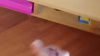 Sborra lenta ma gustosa